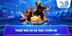 Thuật ngữ đá gà trực tiếp O8